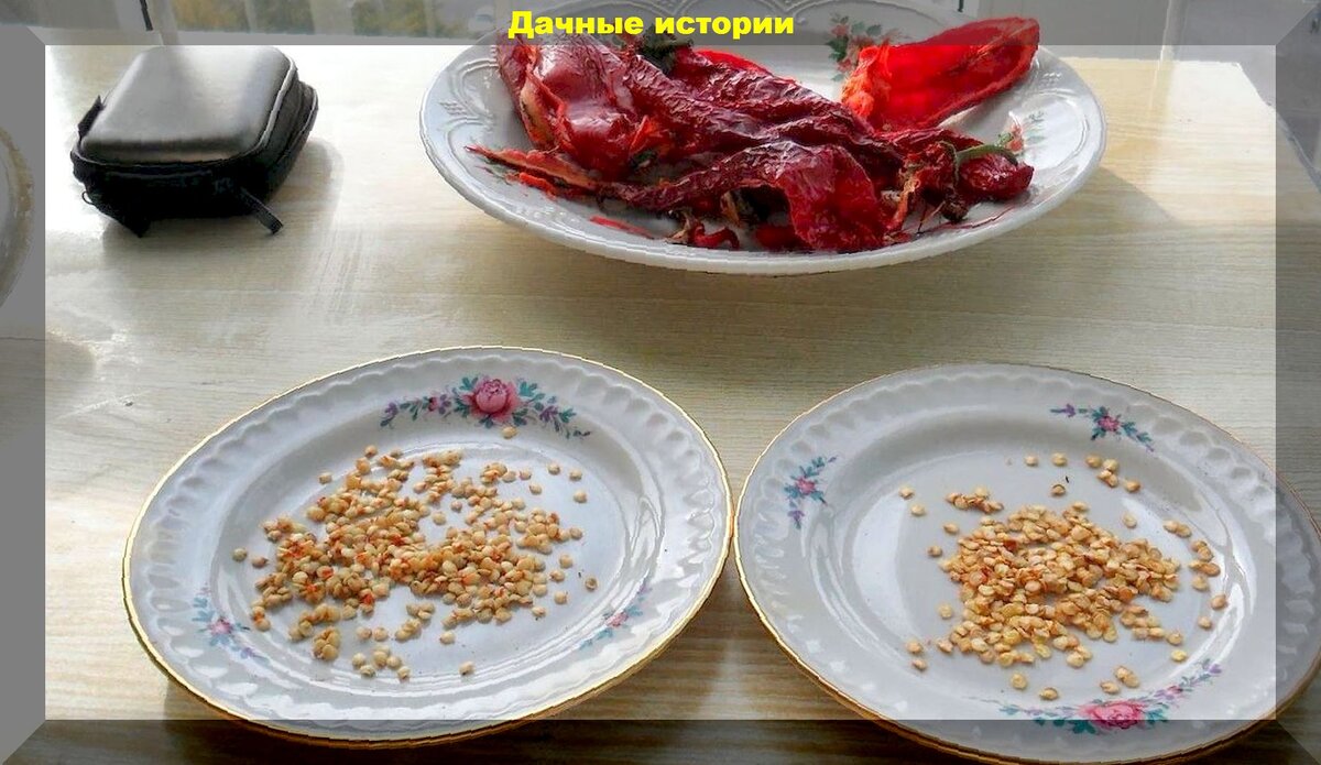 Как собрать семена своего перца