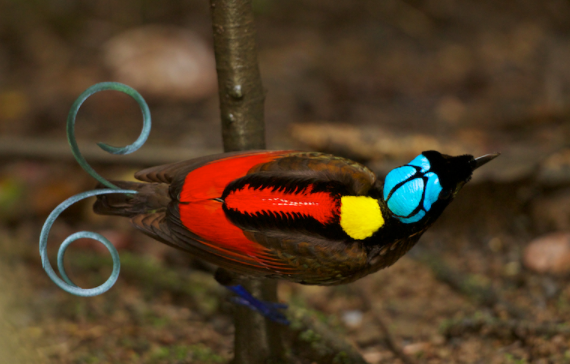 Синеголовая райская птица