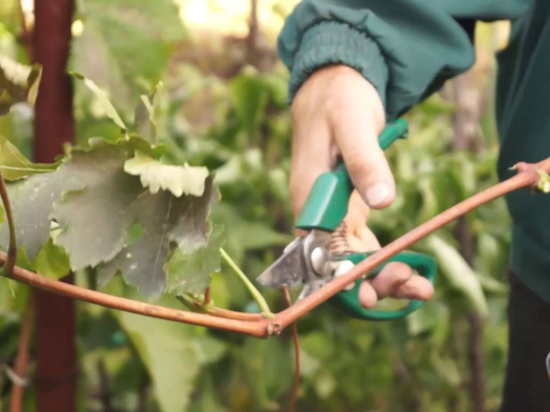 Как посадить черенки винограда осенью. Сможет даже новичок