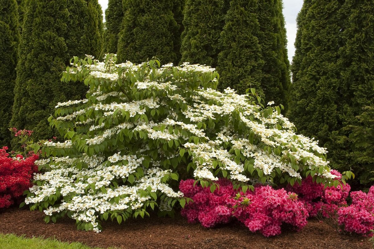 Калина складчатая Каскад / Viburnum plicatum Cascade