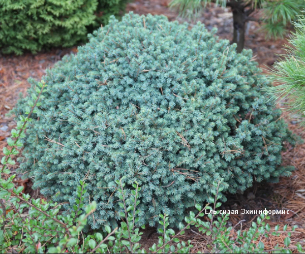 Ель сизая Эхиниформис. Скрин фото автора