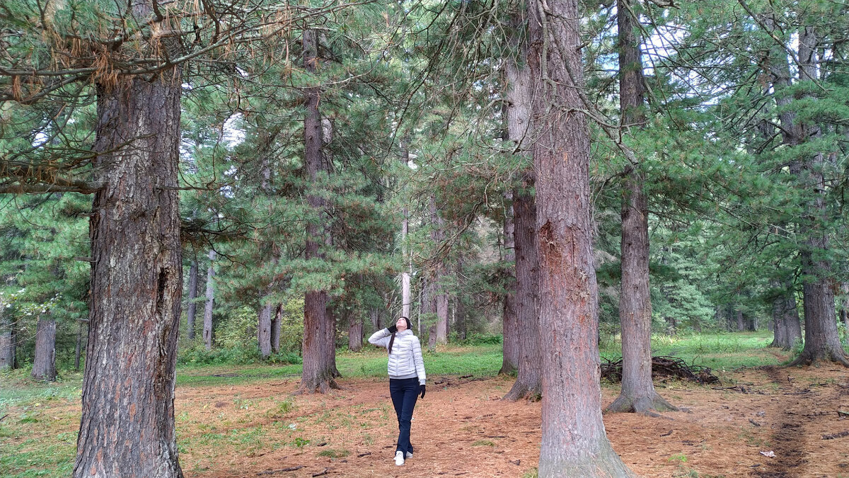 Сибирские кедры