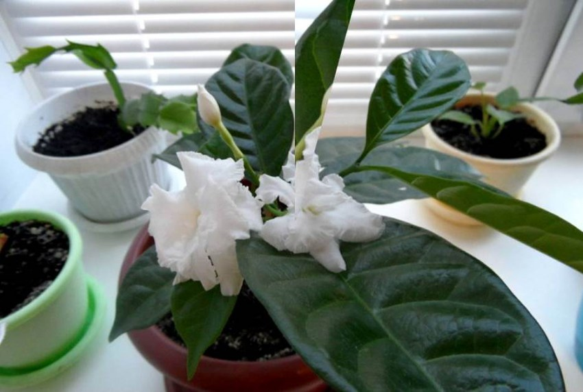 Фотография взята из источника forum.bestflowers.ru