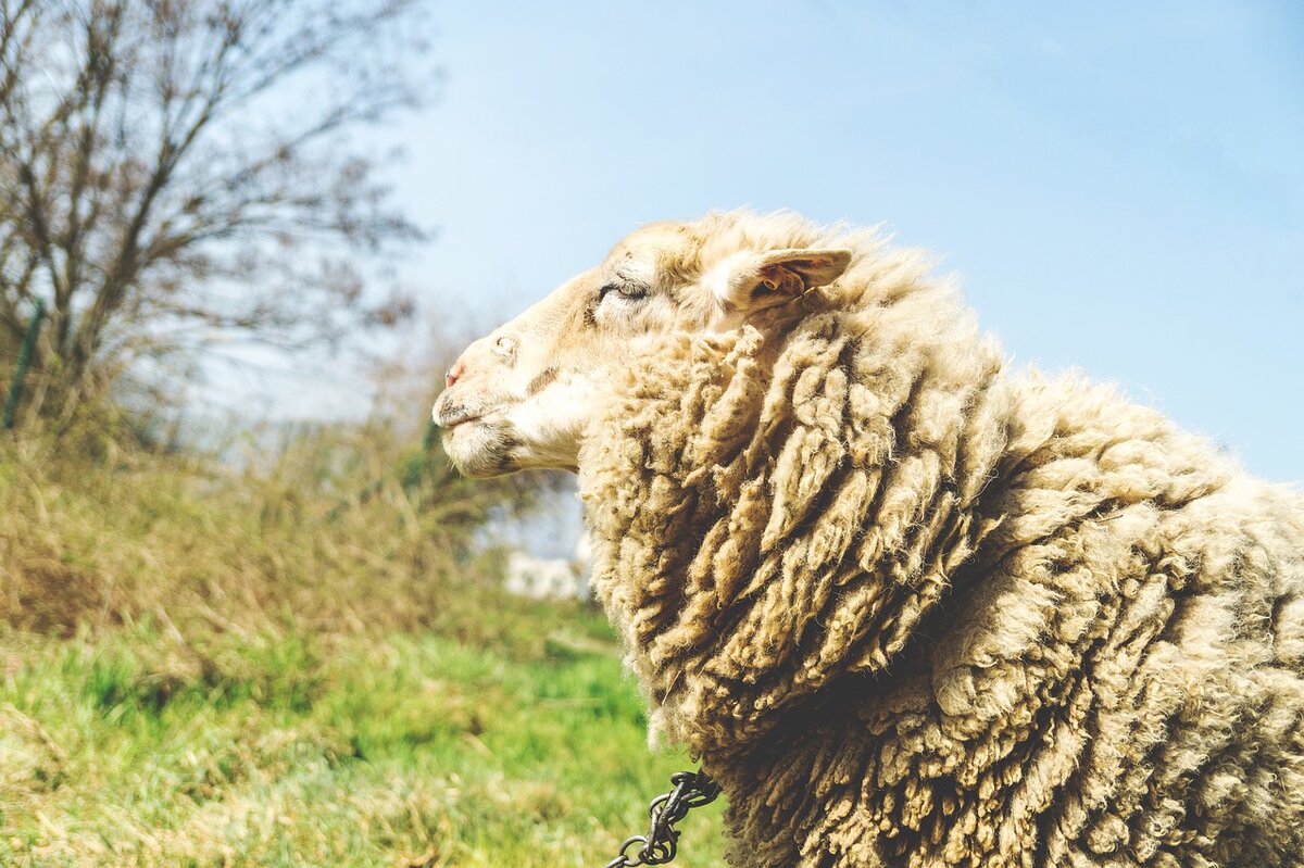 11 ноября наши предки устраивали Овчарный праздник. Фото: Pixabay.com 