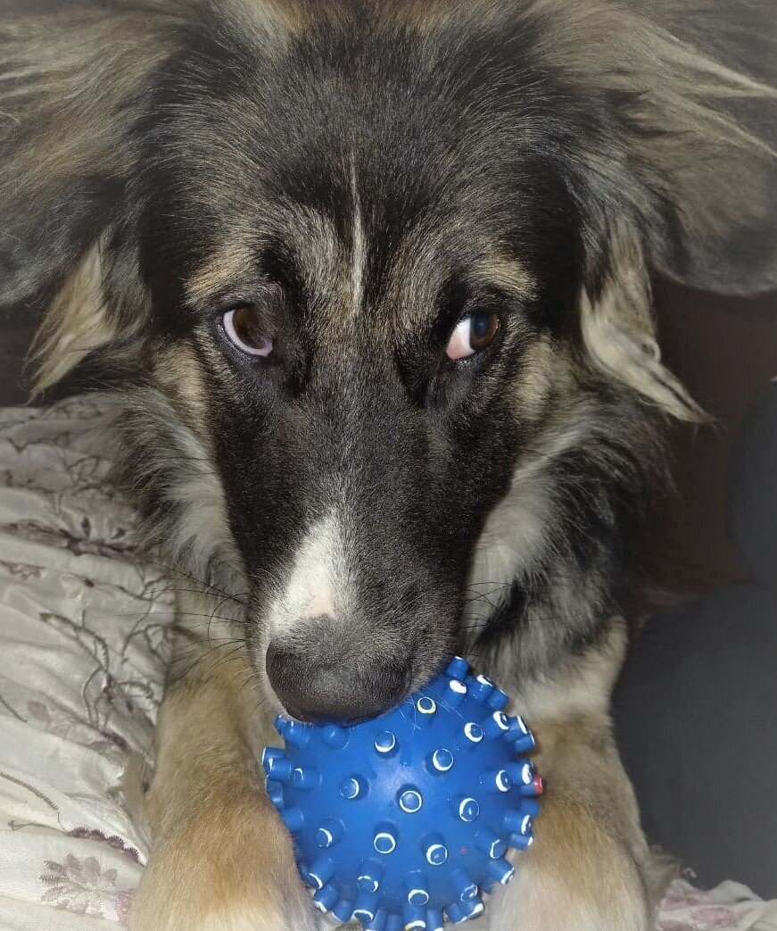 Фото из личного архива. У пожилых собак снижается активность и замедляется обмен веществ. Им нужен более облегчённый корм