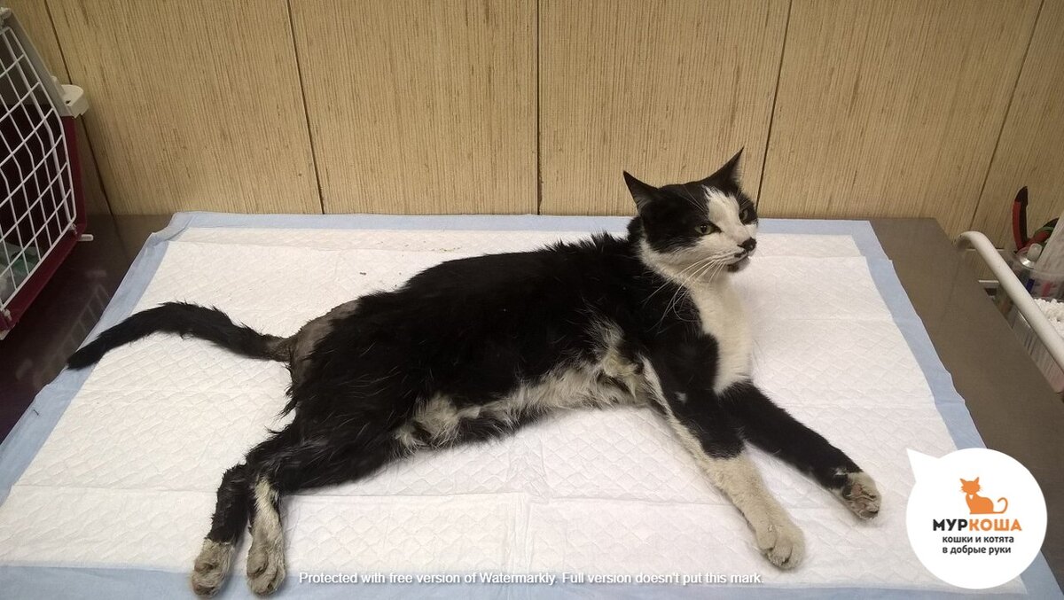 У ветеринара