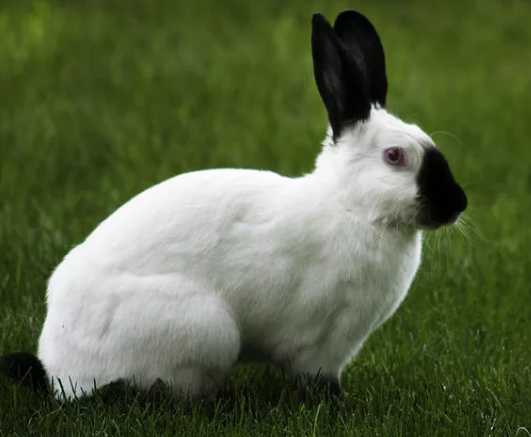 русский горностаевый кролик