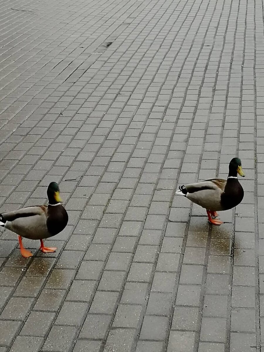 Встретили нас дружелюбно местные обитатели