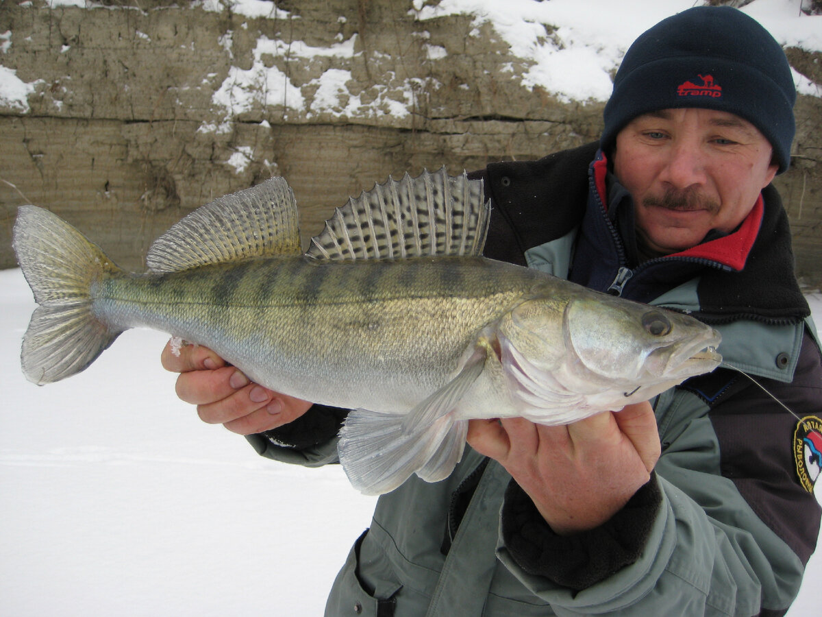 Судак пойманный в зашугованном месте. Фото автора Калачева Андрея.