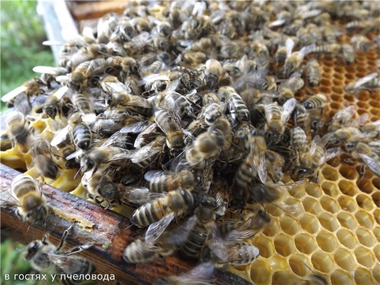 пчелы взяли в клубок матку проявляя к ней агрессию