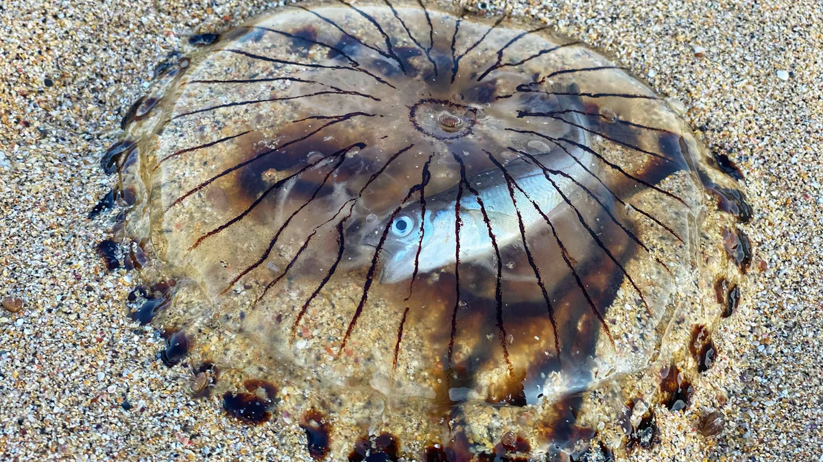 Как выглядит самая большая медуза внутри Lion's mane jellyfish picture of the day Lion's mane jellyfish, Jellyfish pict