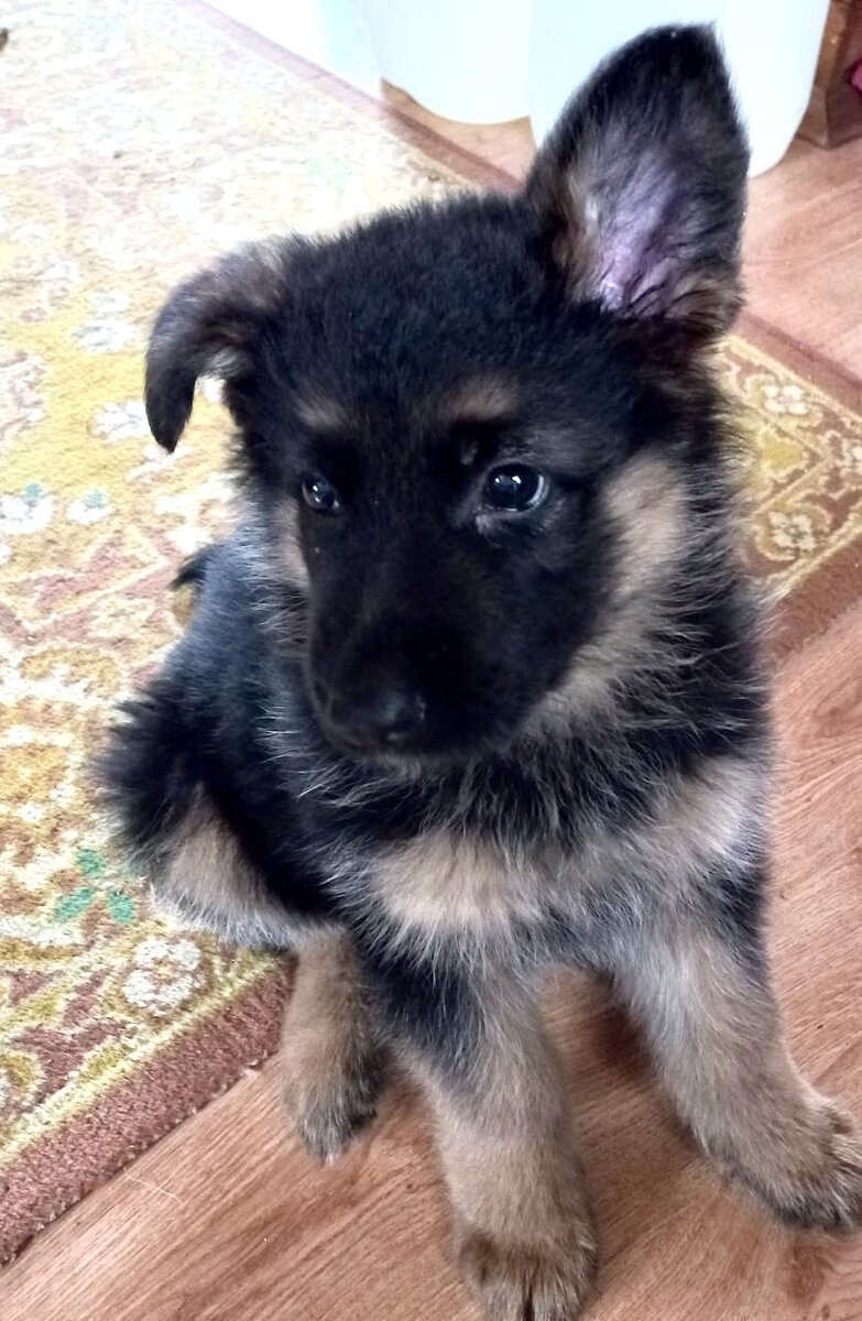 Ещё маленький пушистый комочек. 