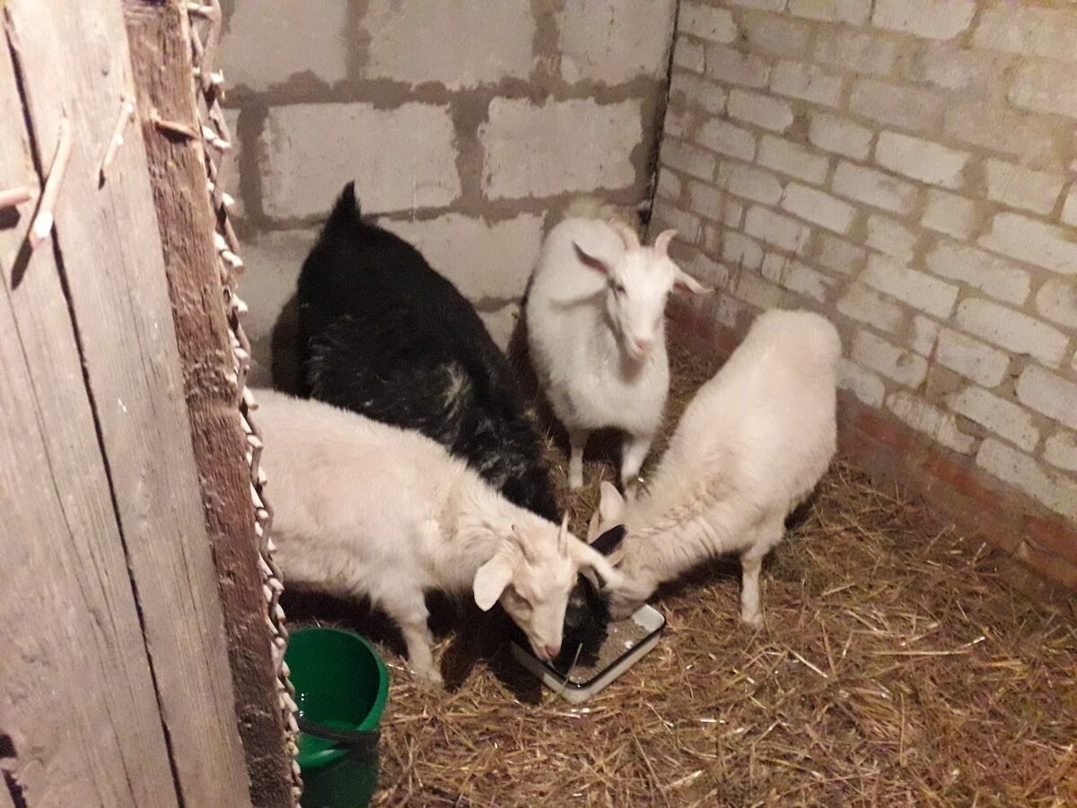 Вот и ожил мой козовник