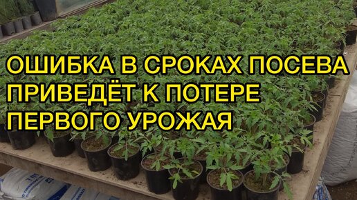 Точные сроки посева семян томатов на рассаду. Советы для новичков.