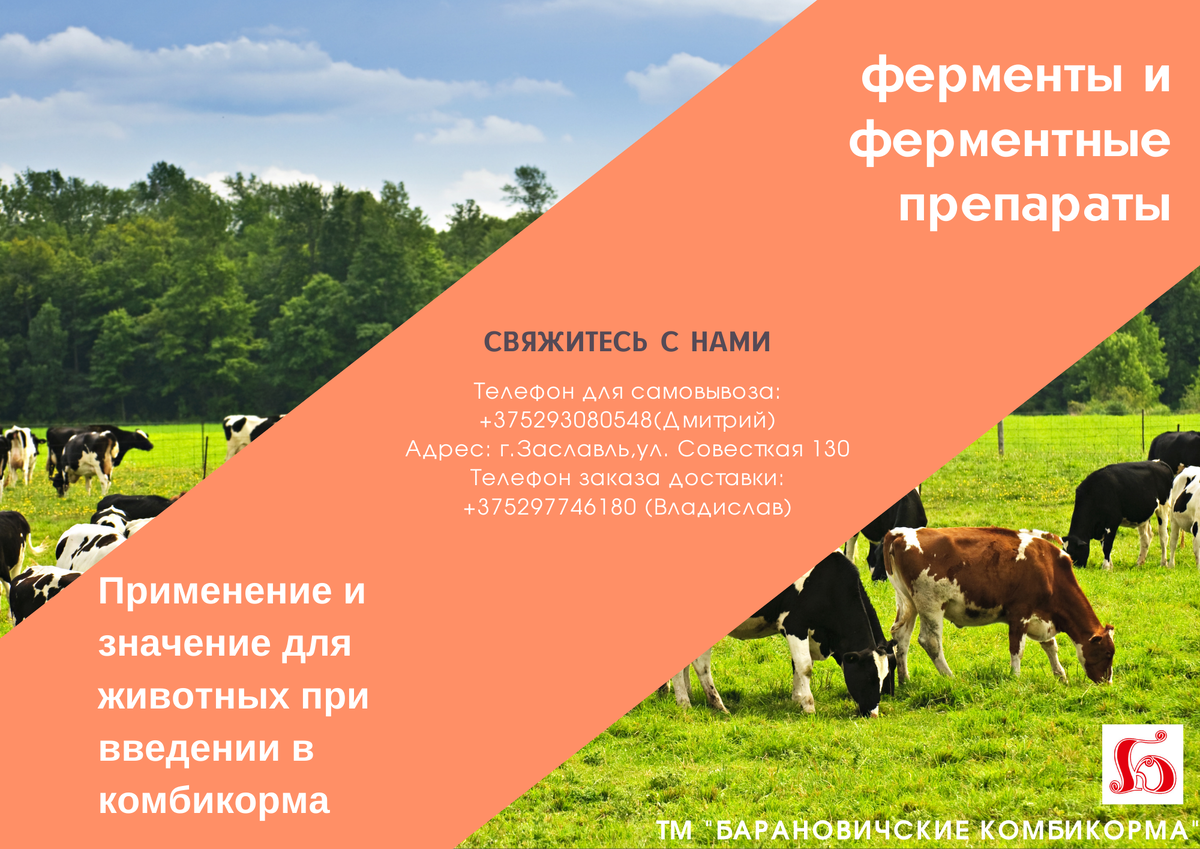 коровы пасутся на поле. Трава
