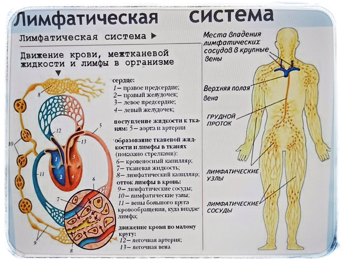 Сила организма