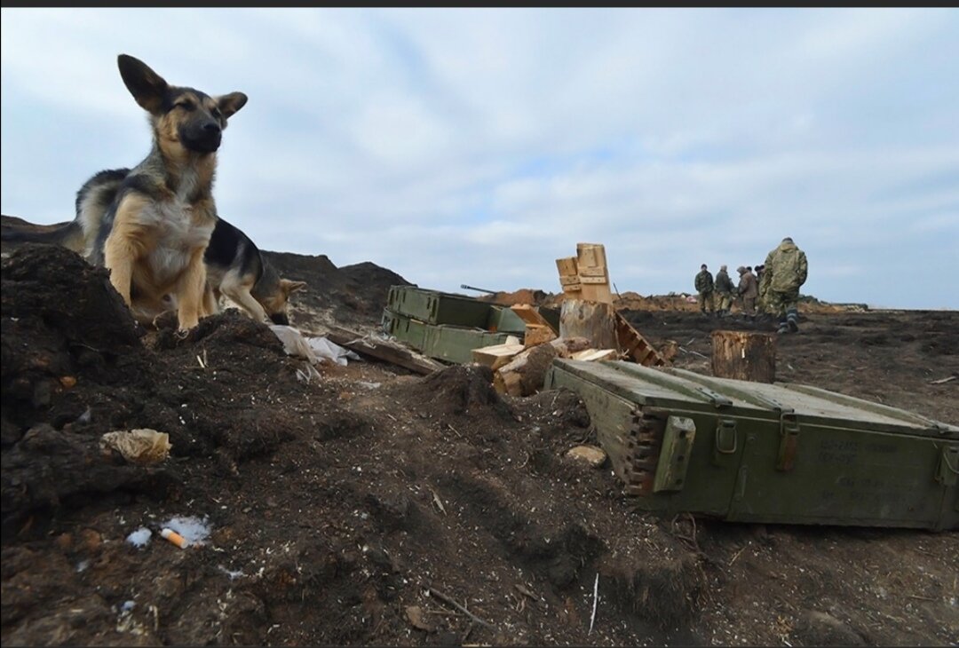 Собака на войне Донбас