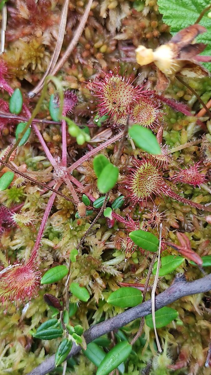 Хищное растение на Красном острове