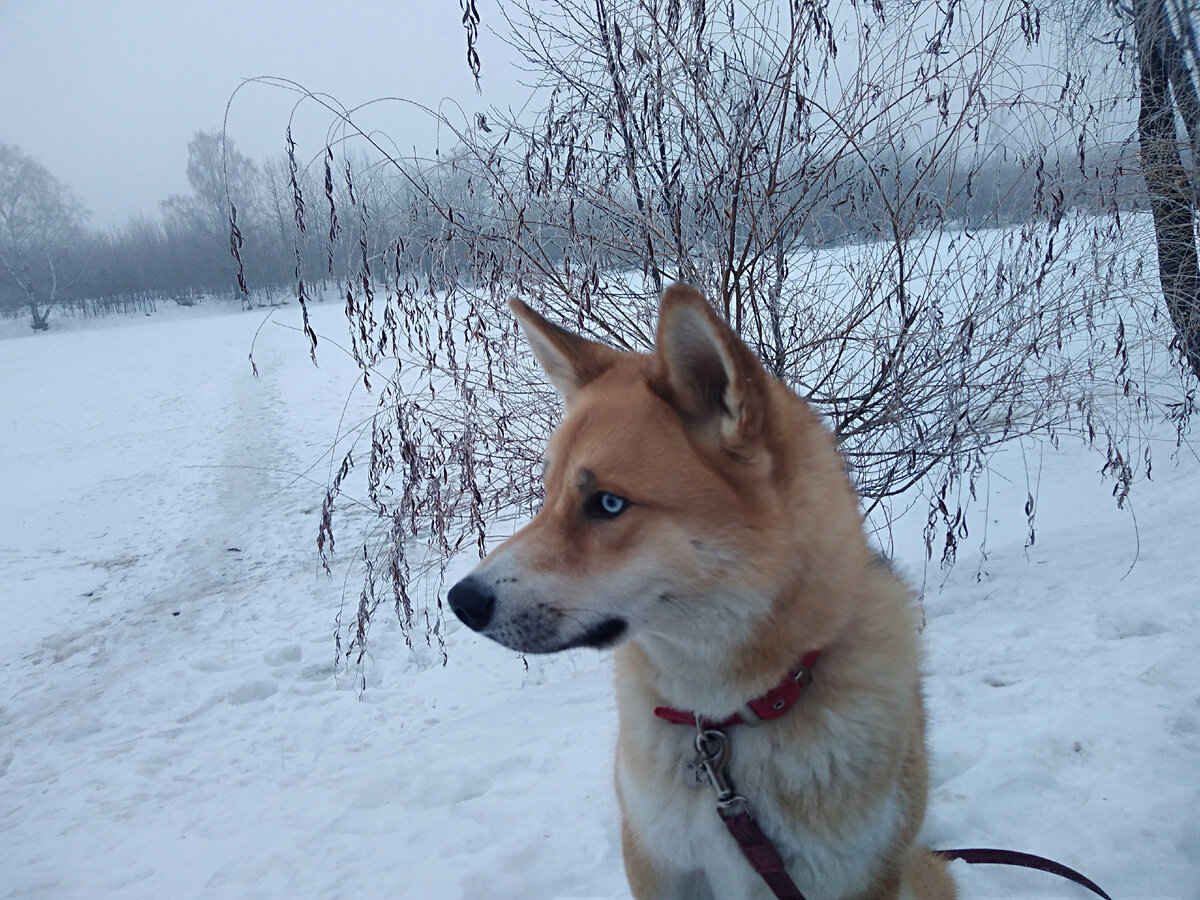 Фото не успела там сделать, они городские