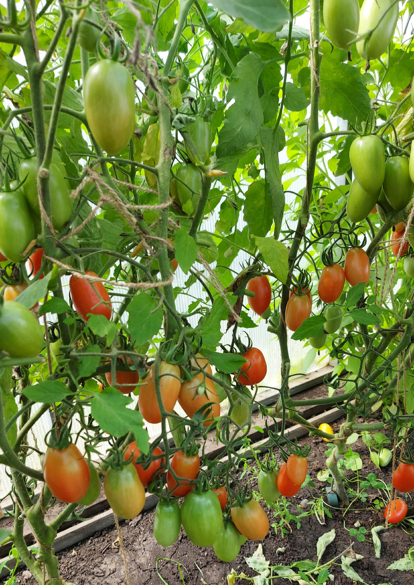 Томат Джек Пот F1 в моей теплице.