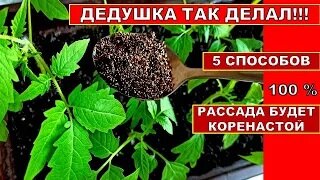 РАССАДА БОЛЬШЕ НЕ ВЫТЯГИВАЕТСЯ! ДЕДУШКА ТАК ДЕЛАЛ! 5 СПОСОБОВ ВЫРАСТИТЬ РАССАДУ ТОМАТОВ КОРЕНАСТОЙ