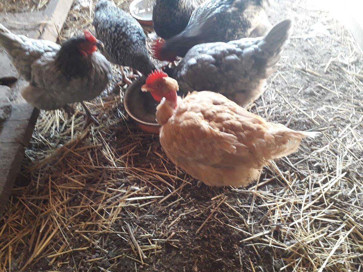 Девчонки потихоньку отходят от перенесенного шока