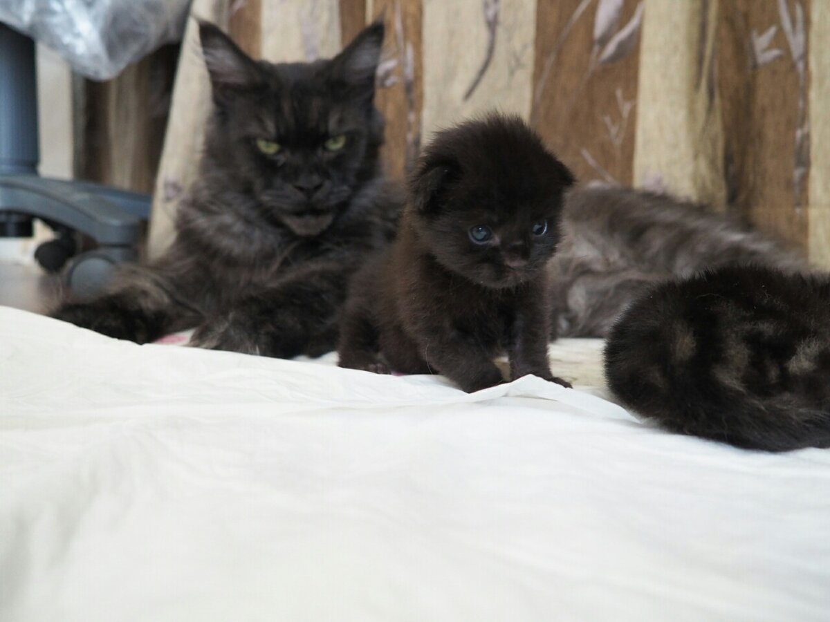 Это она же, первая кошка питомника, с детишками. 