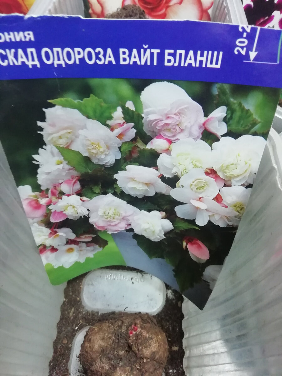 Фото посадочного материала 