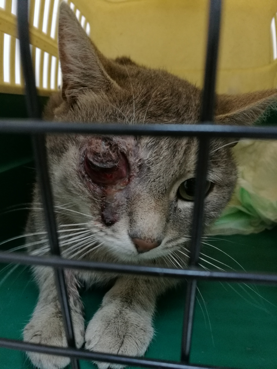 Фото из личного архива, кот с запущенной травмой глаза