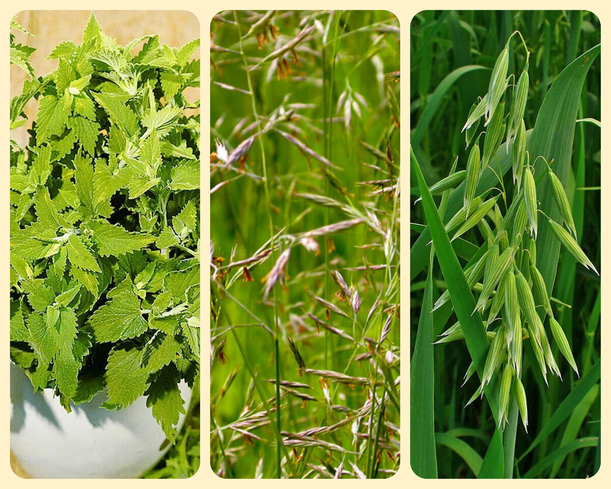 Полезные травы для кошек: кошачья мята, овсяница луговая, овёс.