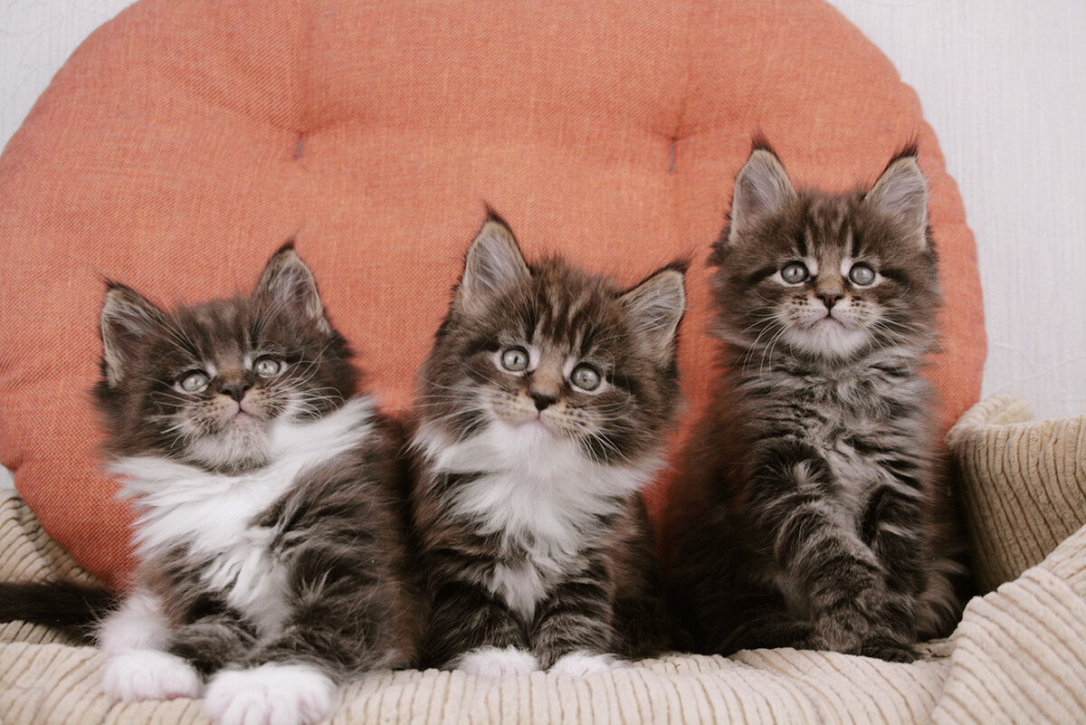 Koтята мейн-кун из помета A2. Трое из ларца. 