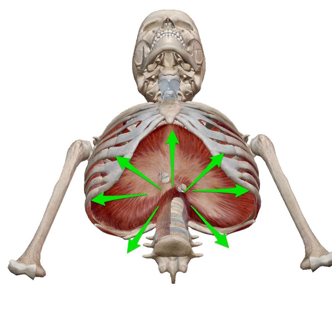 Движение в стороны самое объемное, видение вперед и назад - поменьше.