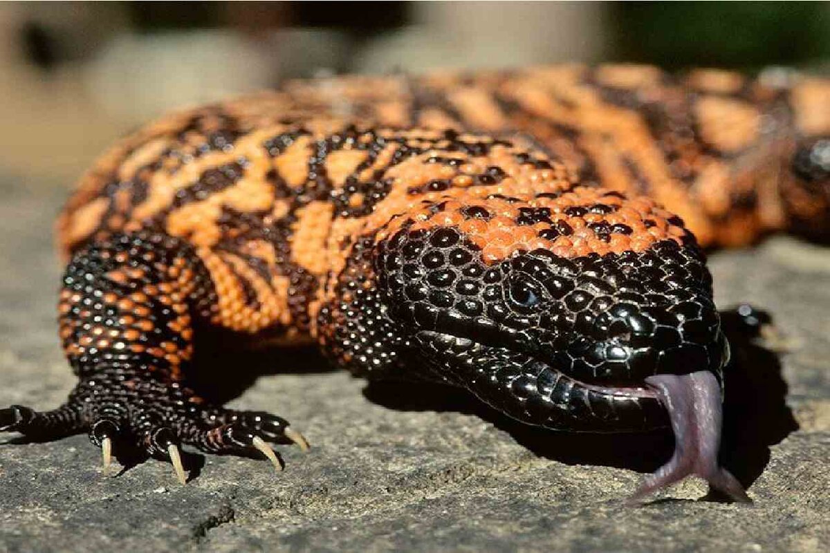 Ящерица Gila Monster