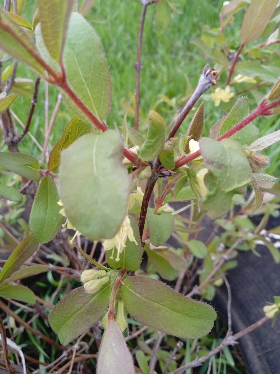 цветет жимолость. очень красиво.