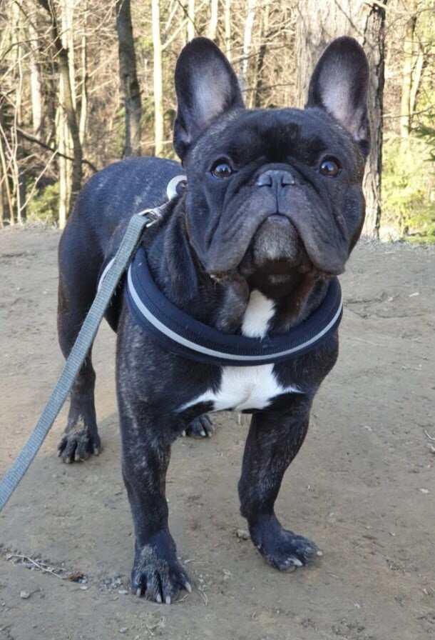 На фото Лафир https://vk.com/topic-144285450_49008045 Москва🆘🆘🆘 Малыш срочно ищет дом или передержку🆘🆘🆘