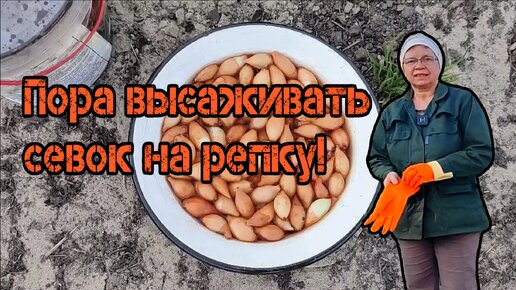 Пора высаживать севок на репку.