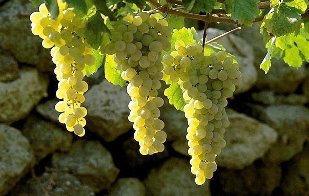 вердиккьо, фото gallienoteca.it