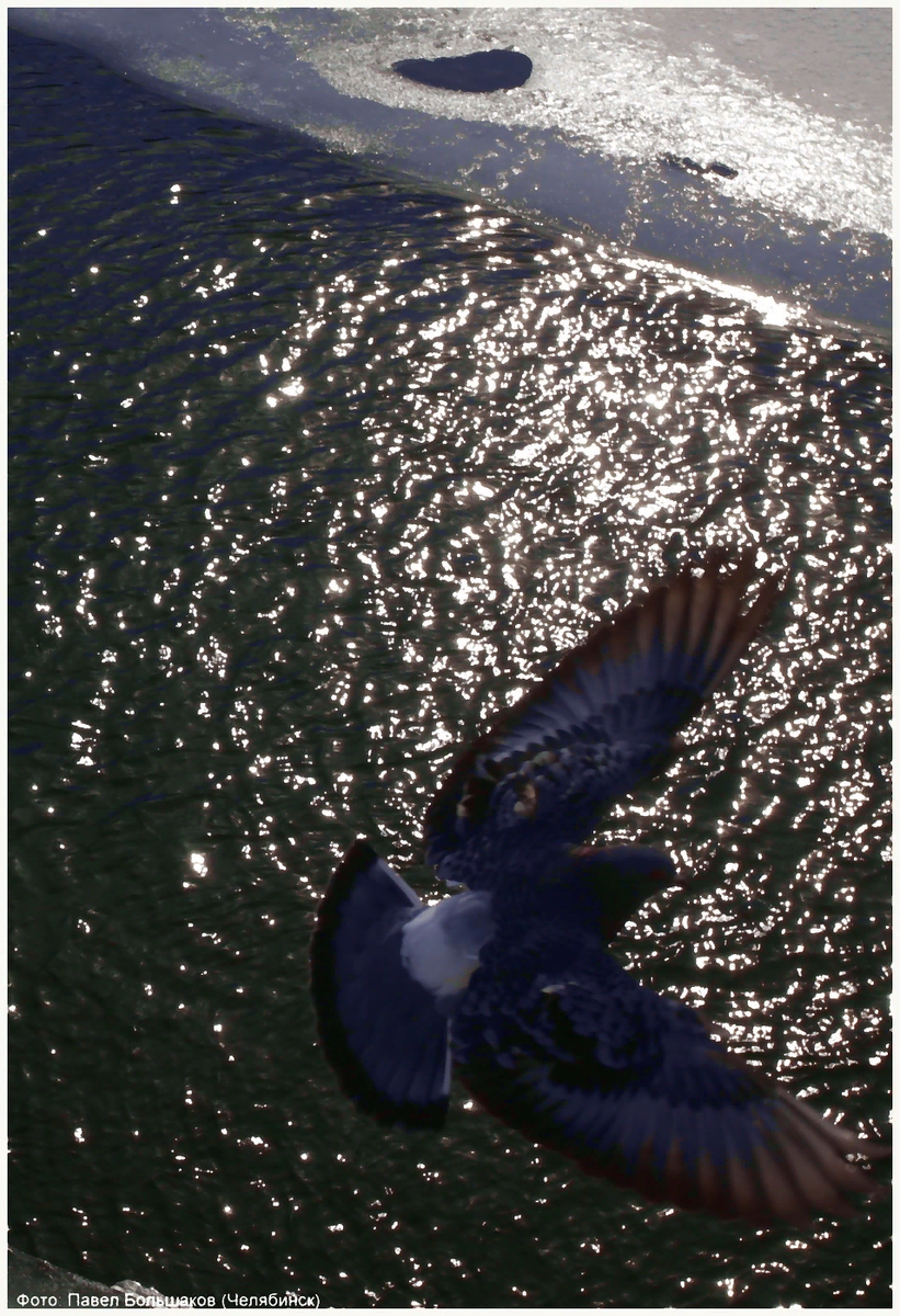 Фотография Павла Большакова