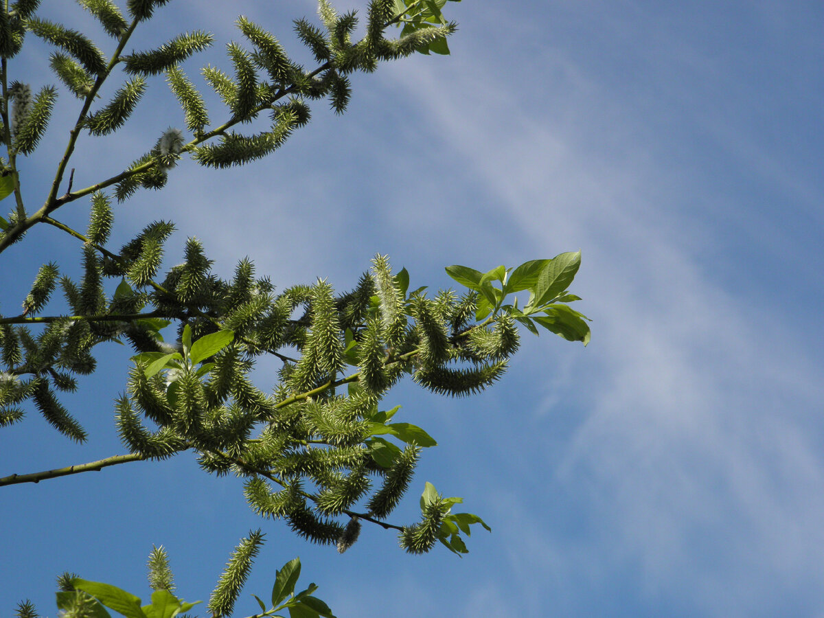 Весна 2022. Верба. Фотографии авторские.