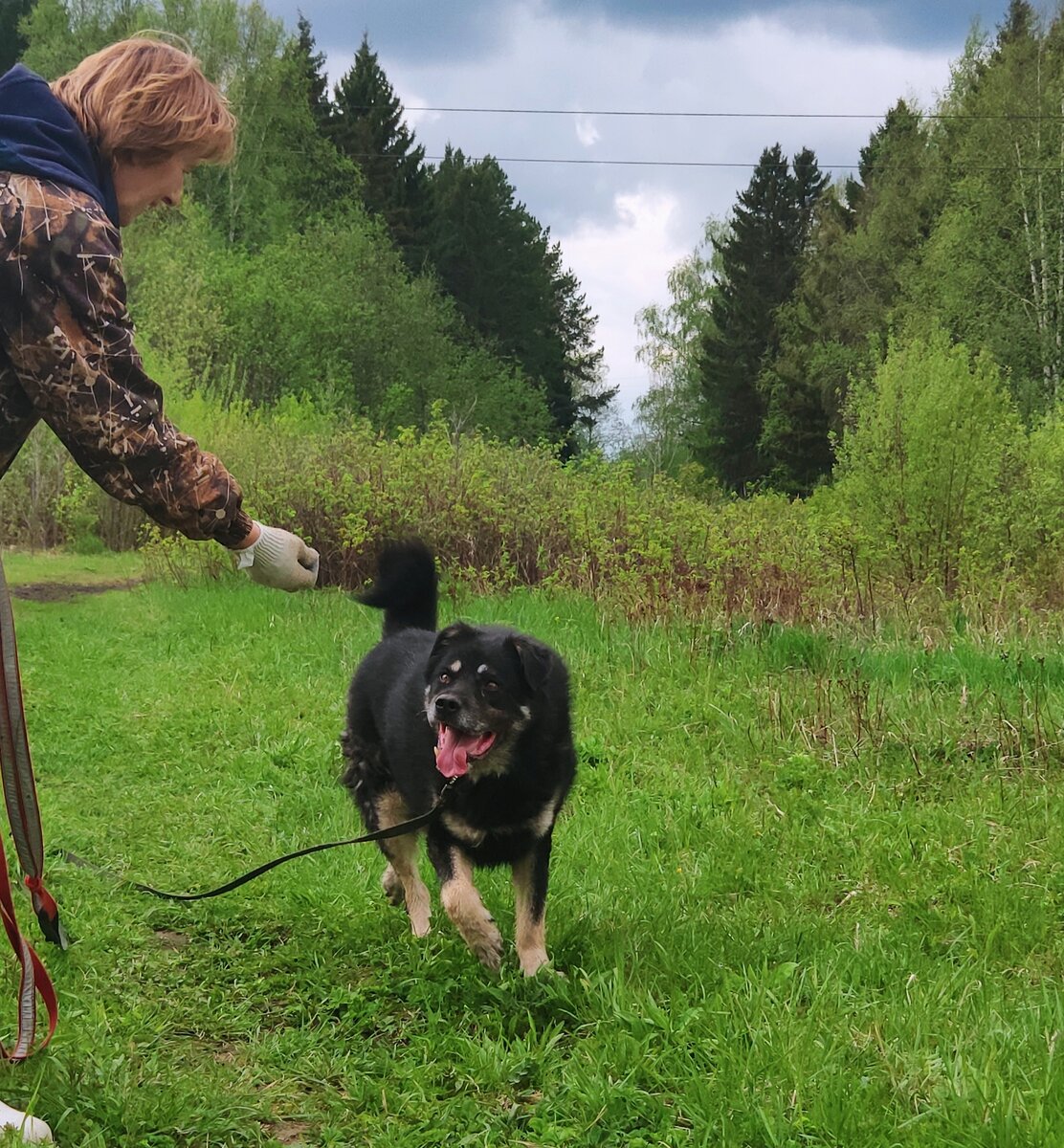 Мощный  красивый  пёс