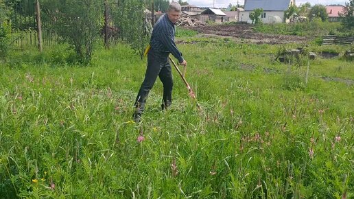 Покос амброзии. Косьба 1. Мужик косит траву. Сезон косьбы. Коса косить траву.