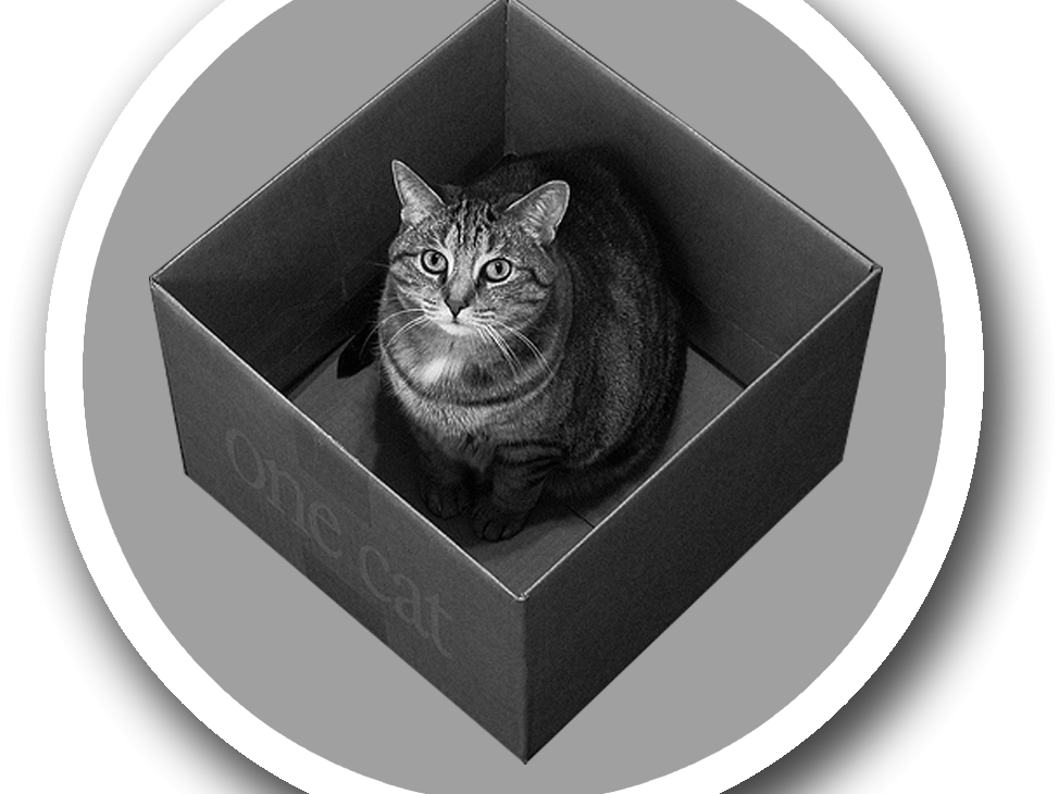 кот Шрёдингера