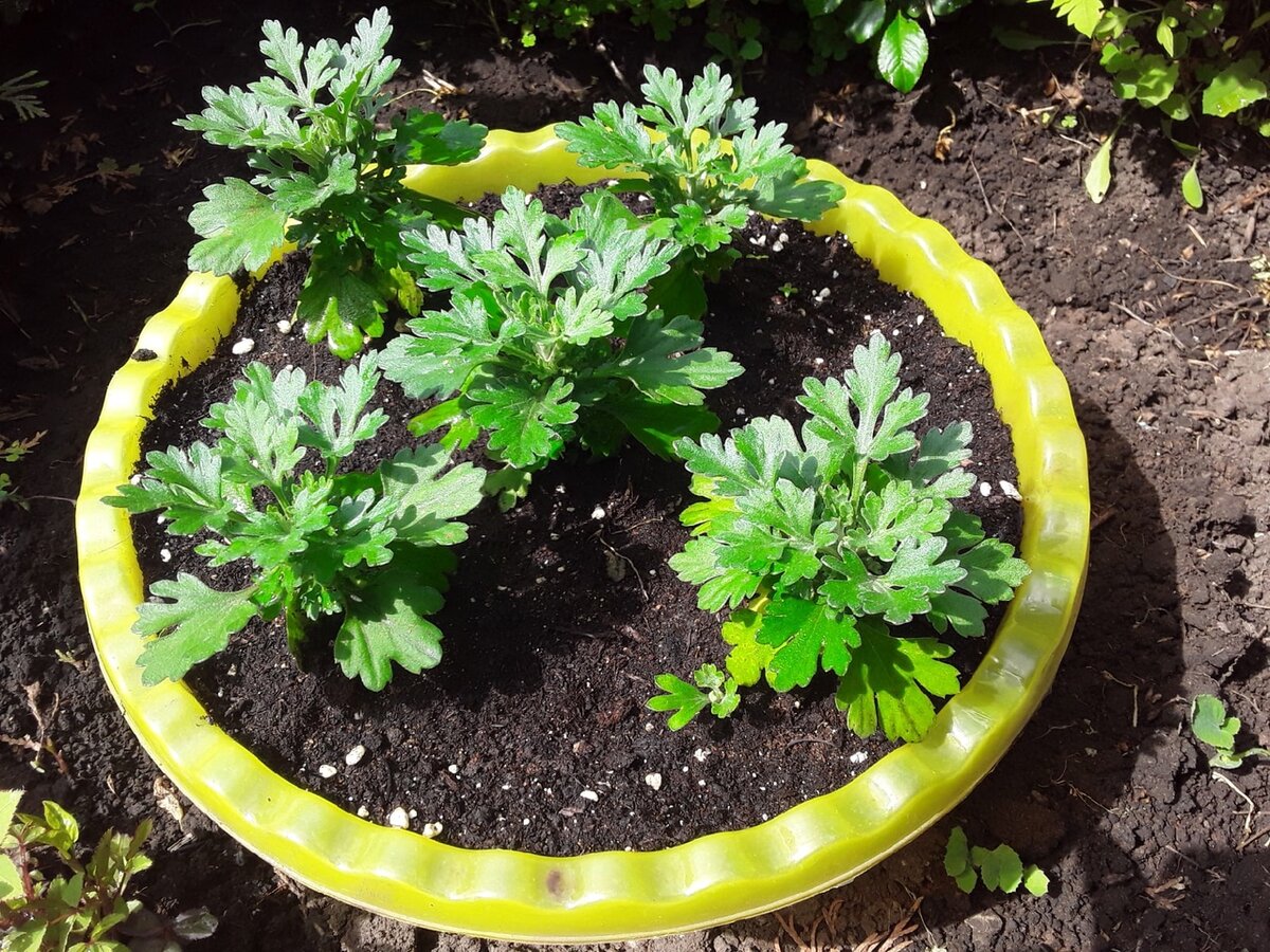 Пять хризантем в одном тазу - очередной "издевательский" эксперимент, но хризантему было реально некуда девать, соседи уже не брали, им столько не надо