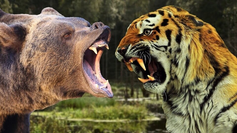 Медведь vs тигр