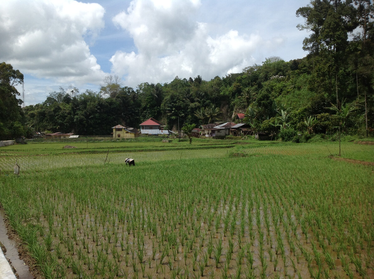 Рисовые поля. Фото из личного архива.