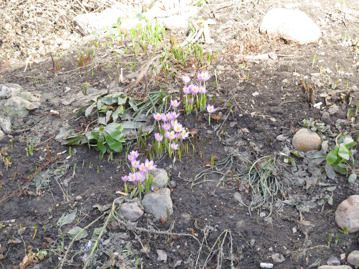  Сорт "Firefly". 22.03.2022