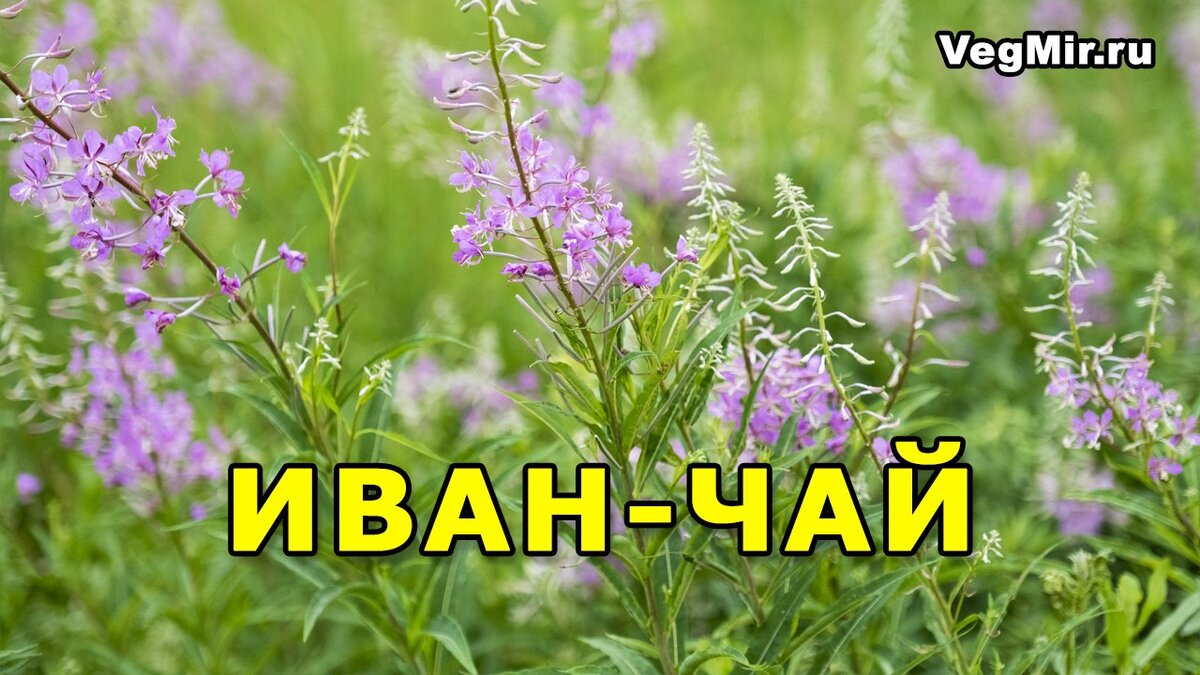 Как правильно приготовить зеленый иван-чай? Как готовить копорский чай?