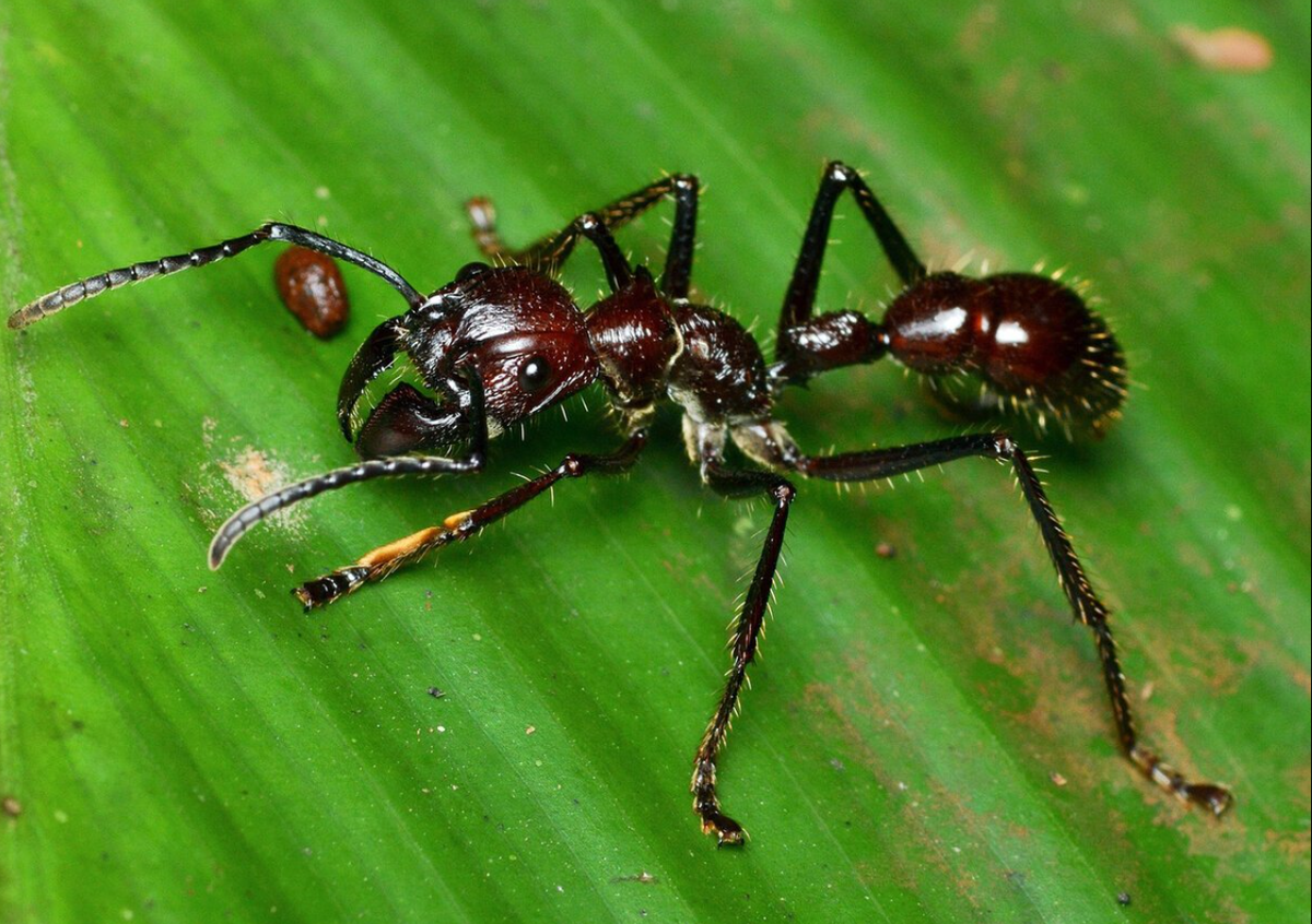 Муравей-пуля обитает в тропических лесах Центральной и Южной Америки. Фото: celes.club