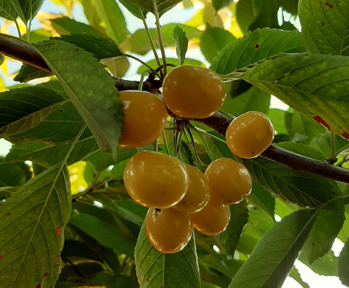 Красота в моём саду!