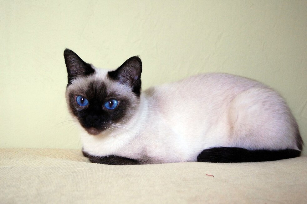 Окрас сил пойнт